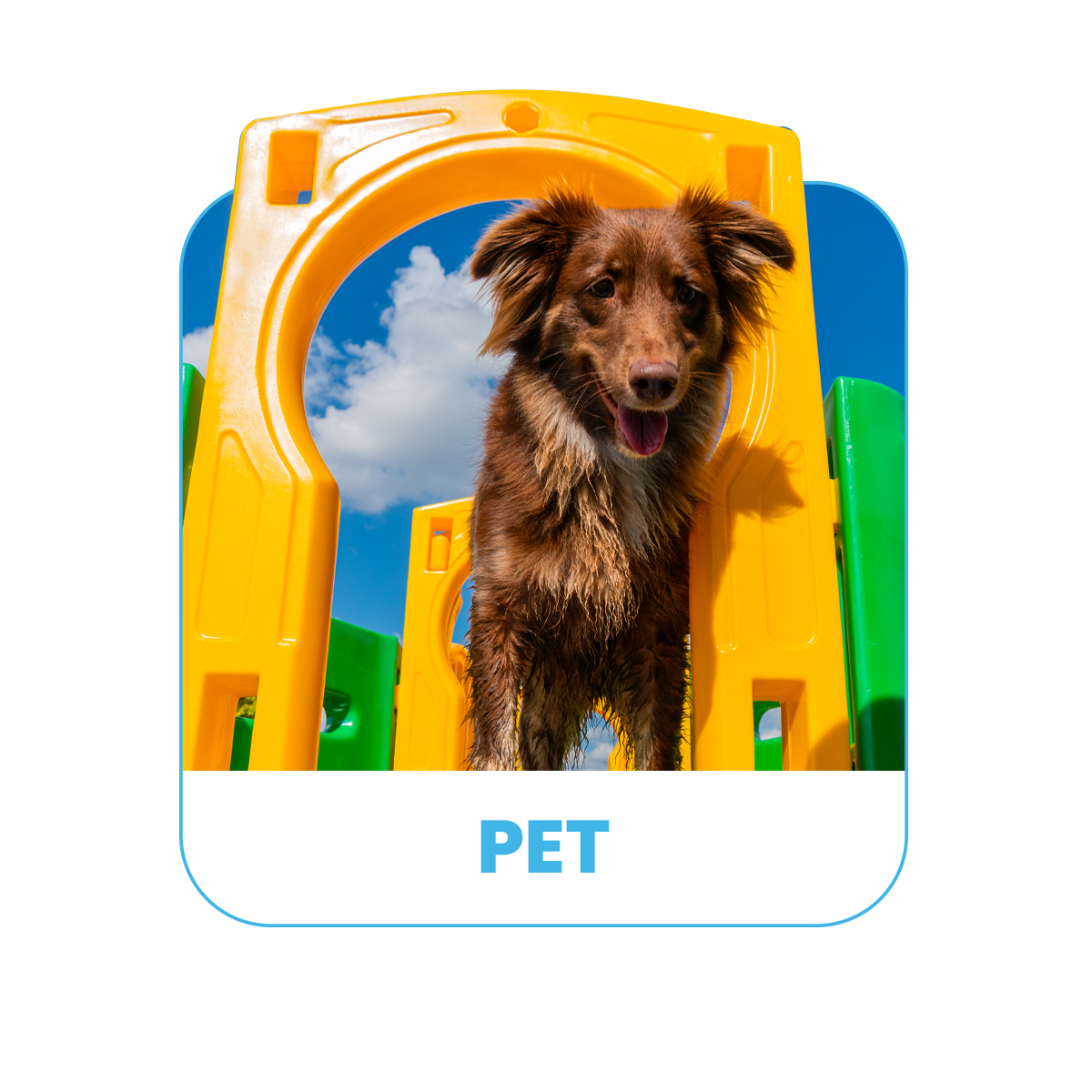 Pet
