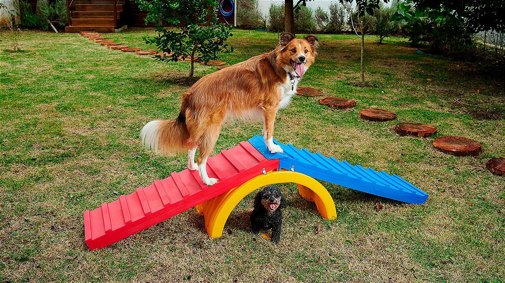 Kit Pet Agility Esporte para Cachorro Freso 3