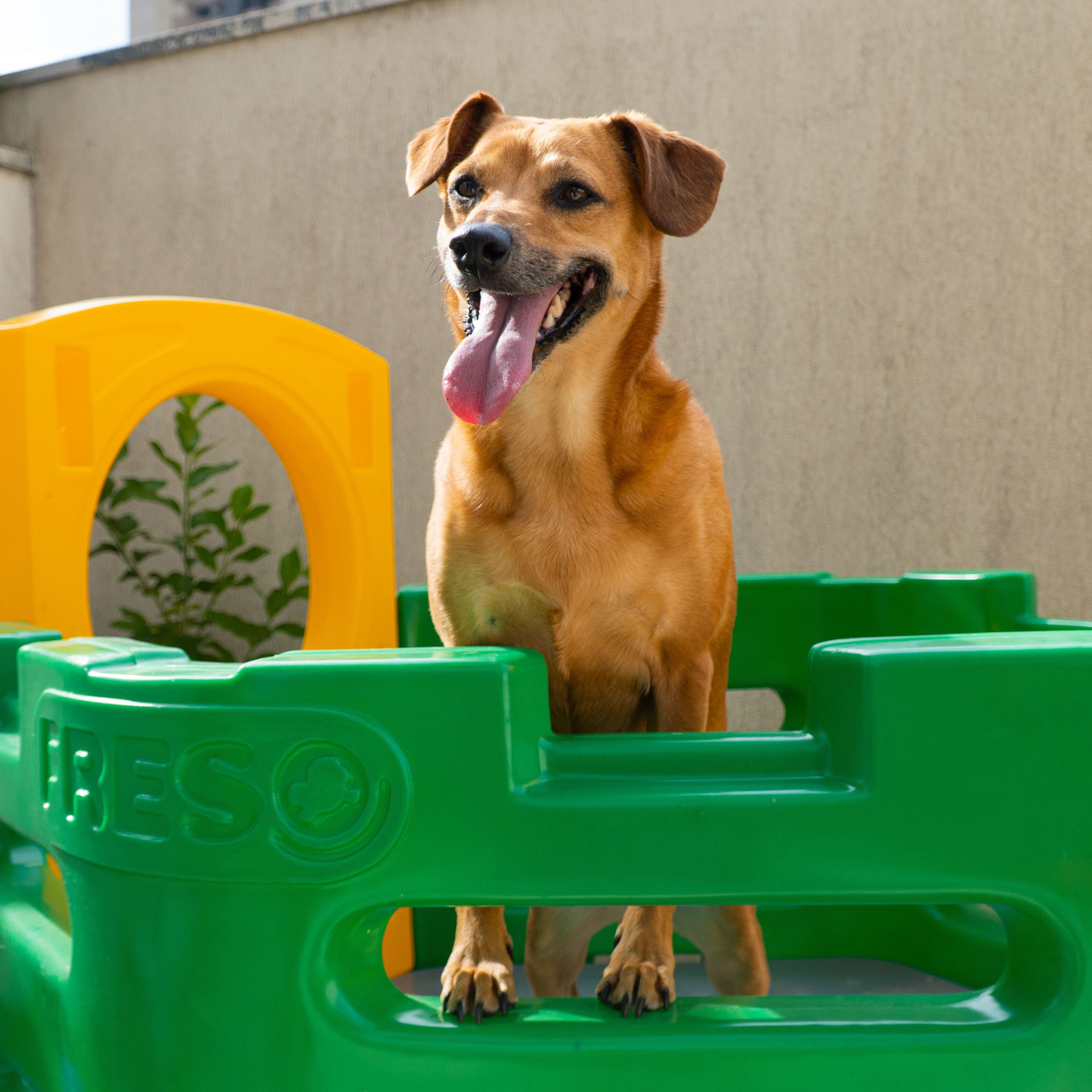 Kit Diversão Pet Playground e Piscina Freso 5