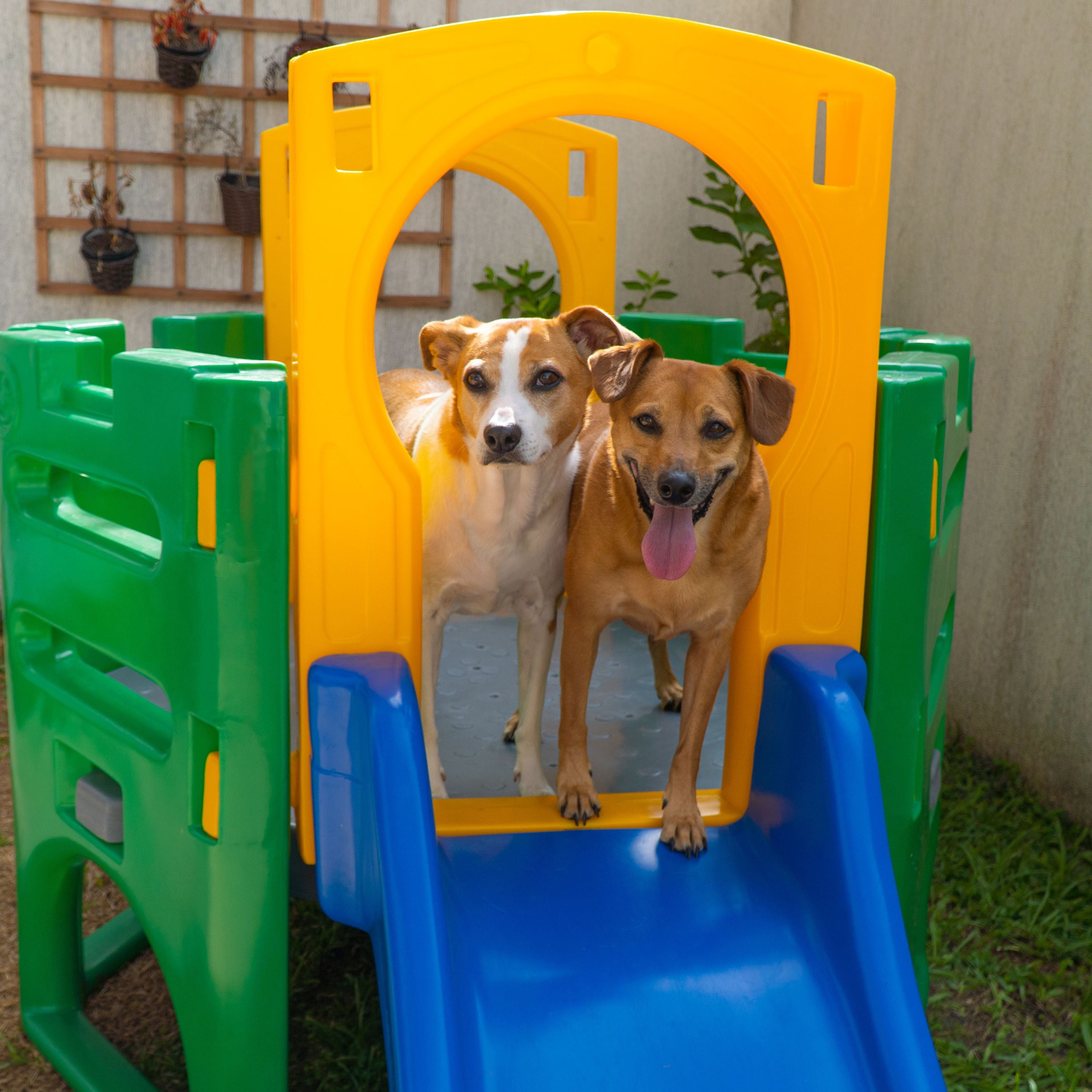 Kit Diversão Pet Playground e Piscina Freso 3