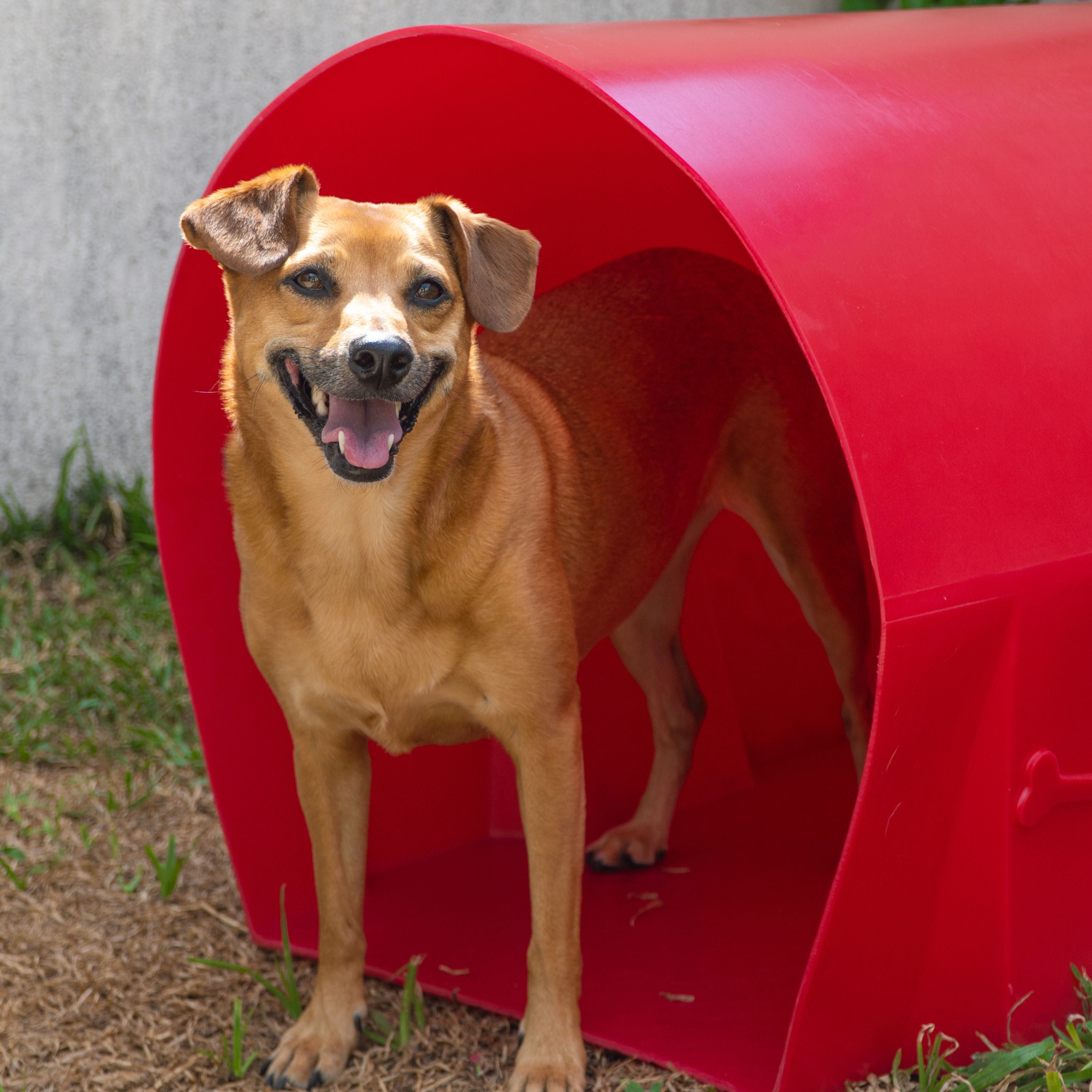 Túnel para Cachorro Agility Pet Freso 2