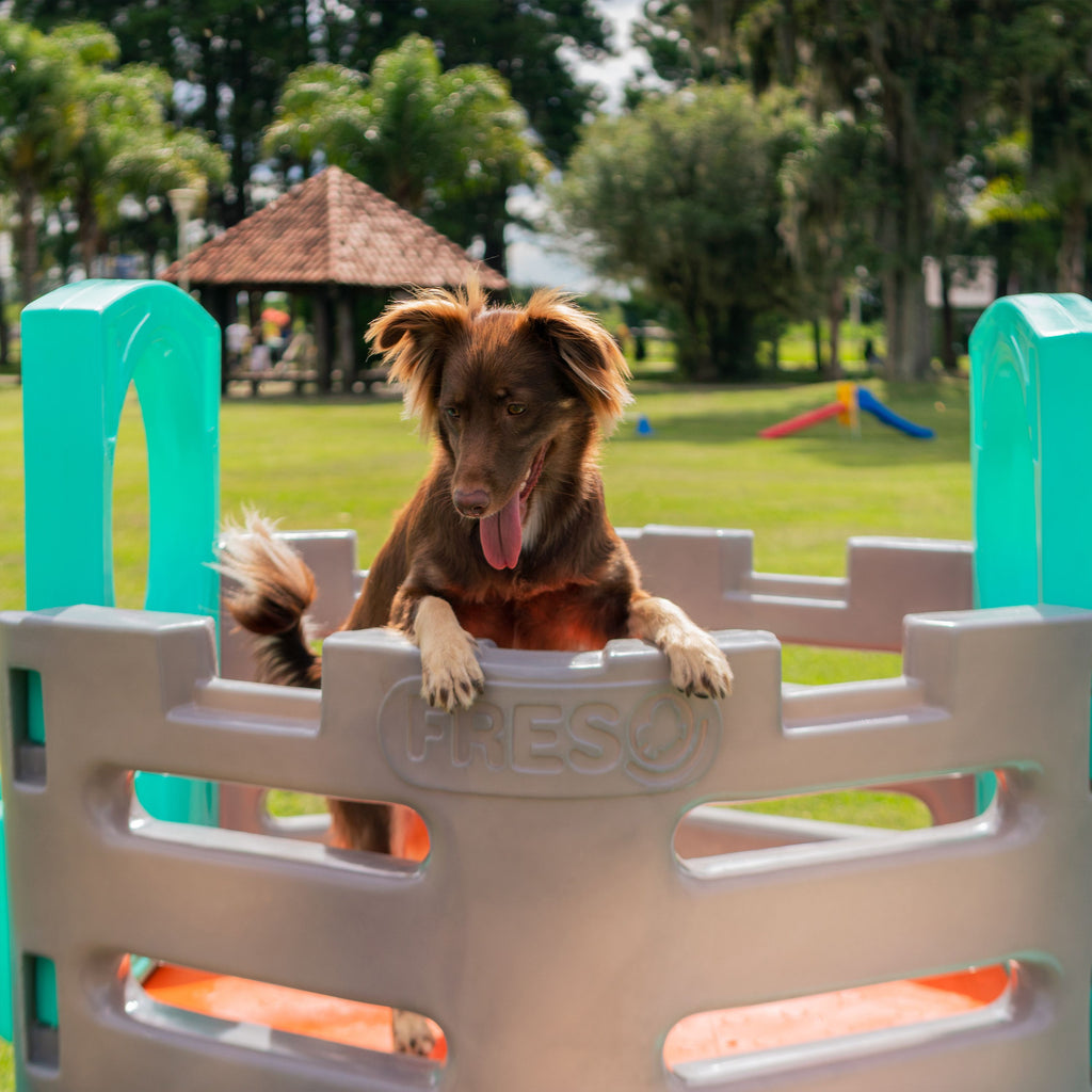 Kit Pet Friendly Spring Cachorro Freso 5