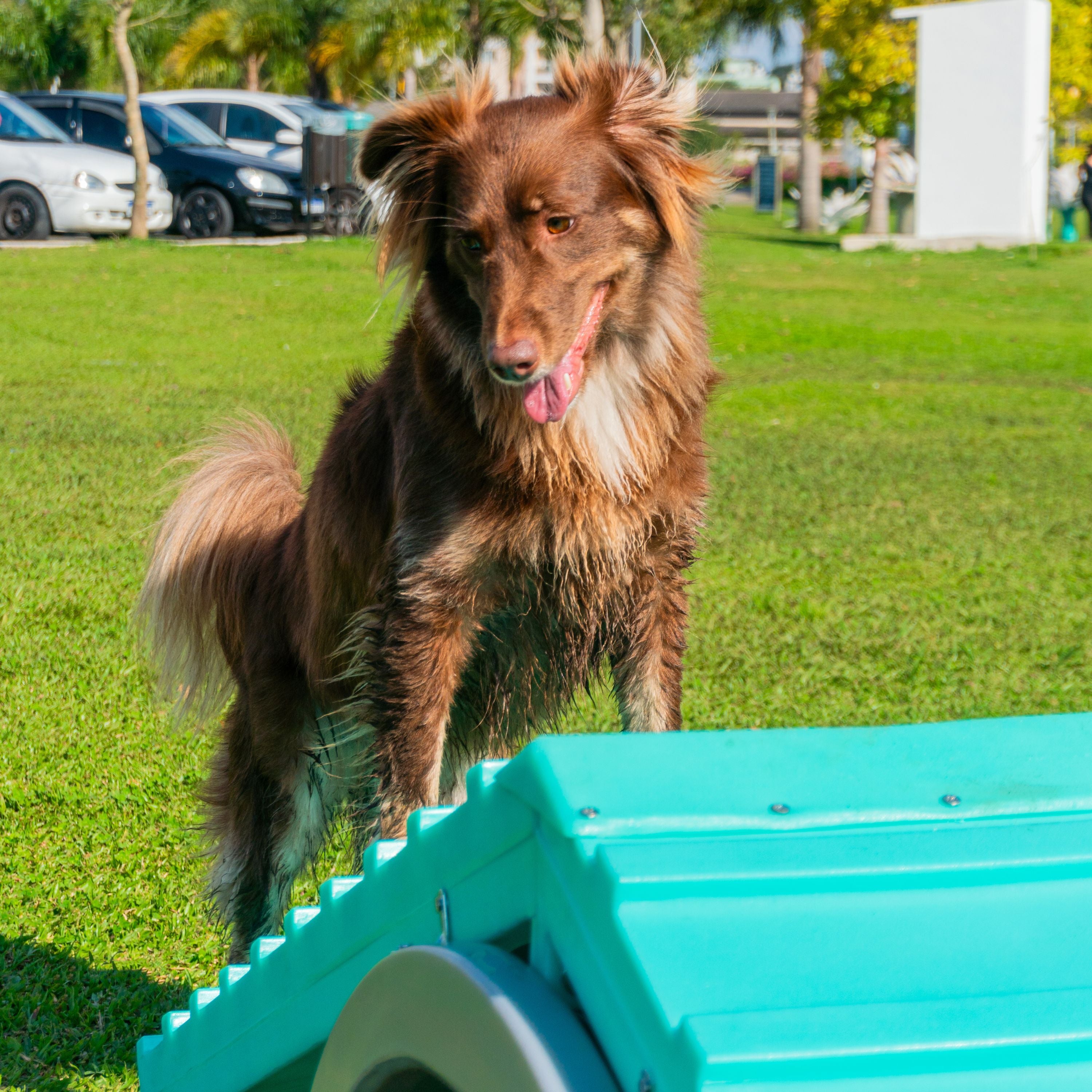 Rampa Escalada Grande Pet Agility Spring Cachorro Freso 3