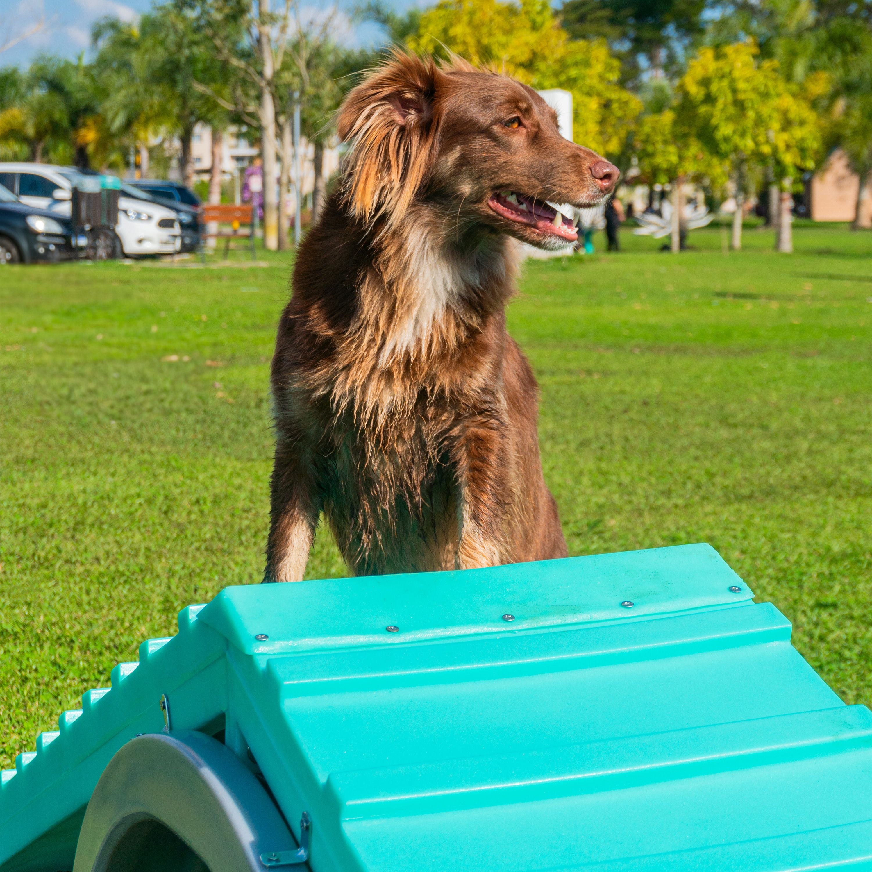 Rampa Escalada Grande Pet Agility Spring Cachorro Freso 4