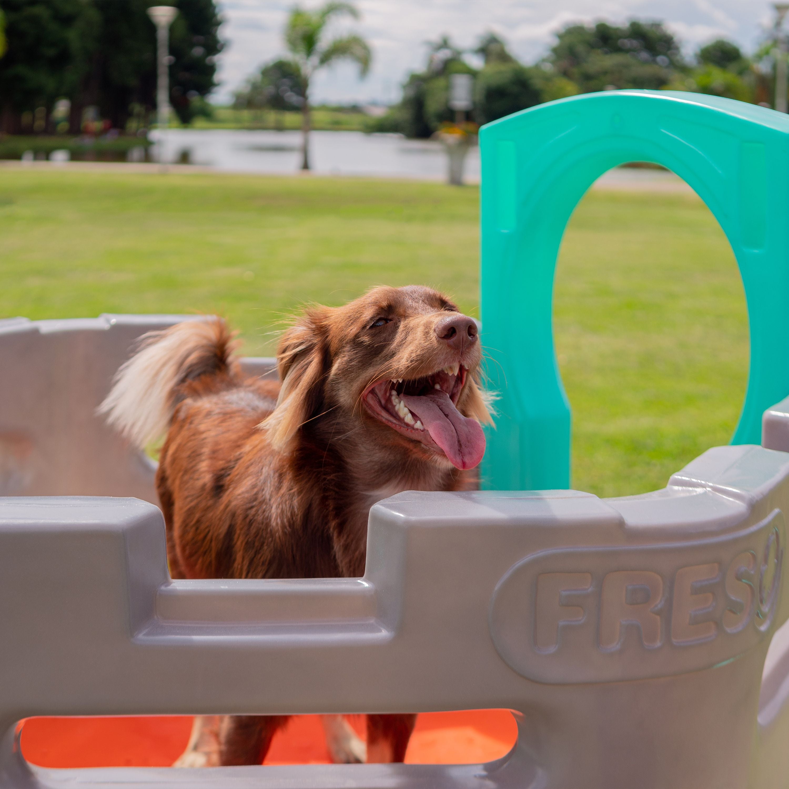 Playground Pet Miniplay Spring Cachorro e Gato Freso 2
