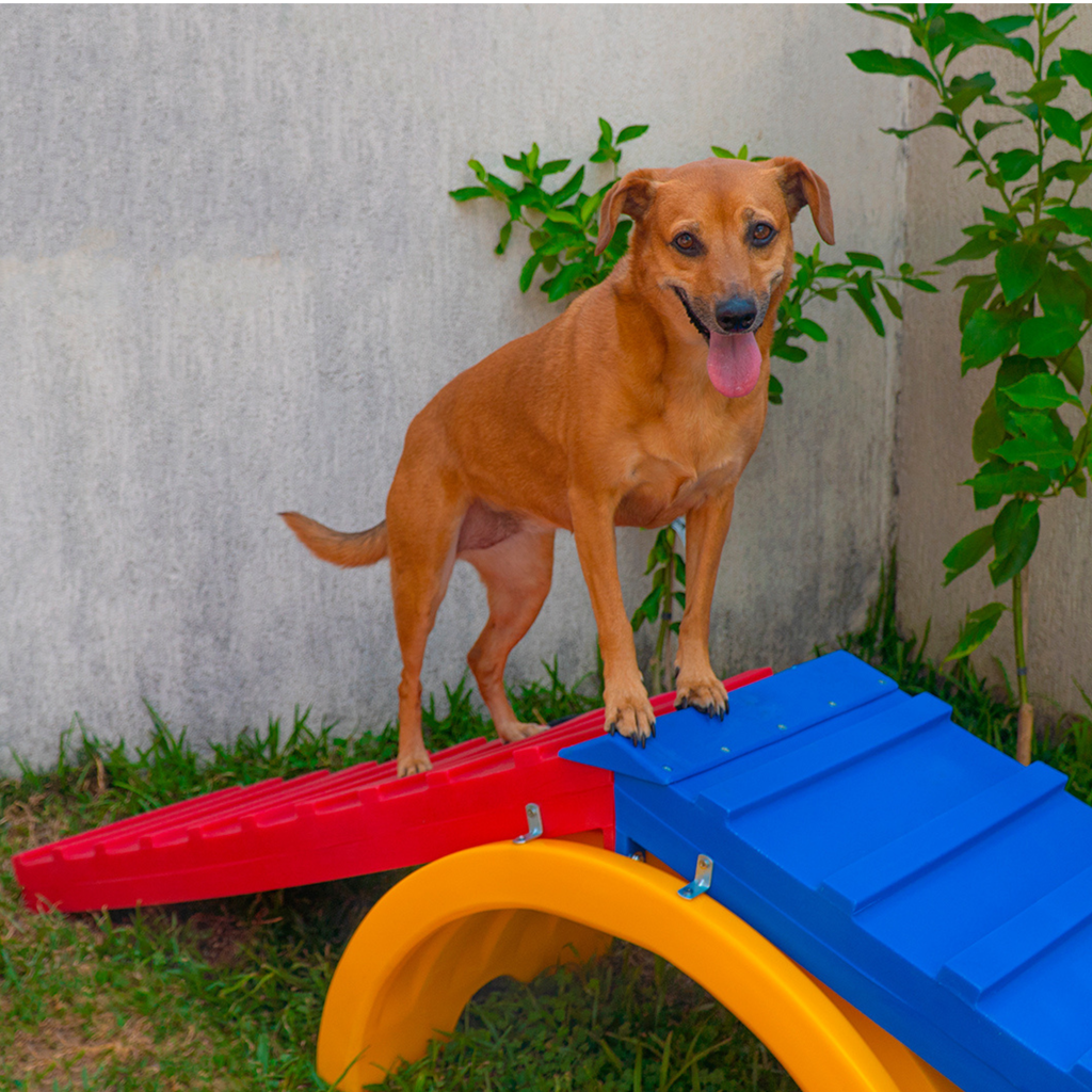 Rampa para Cachorro Escalada Agility Grande Freso 3