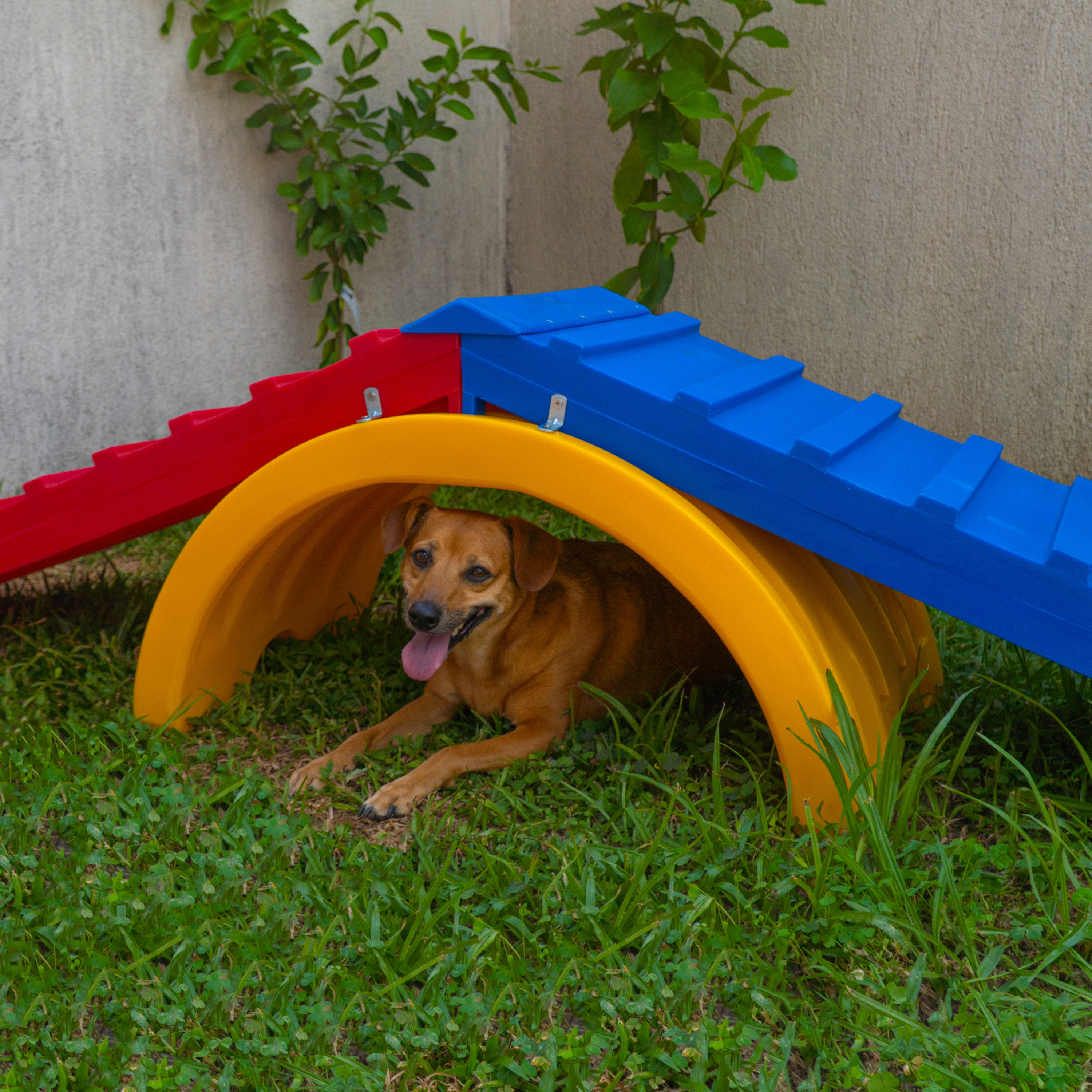 Rampa para Cachorro Escalada Agility Grande Freso 4