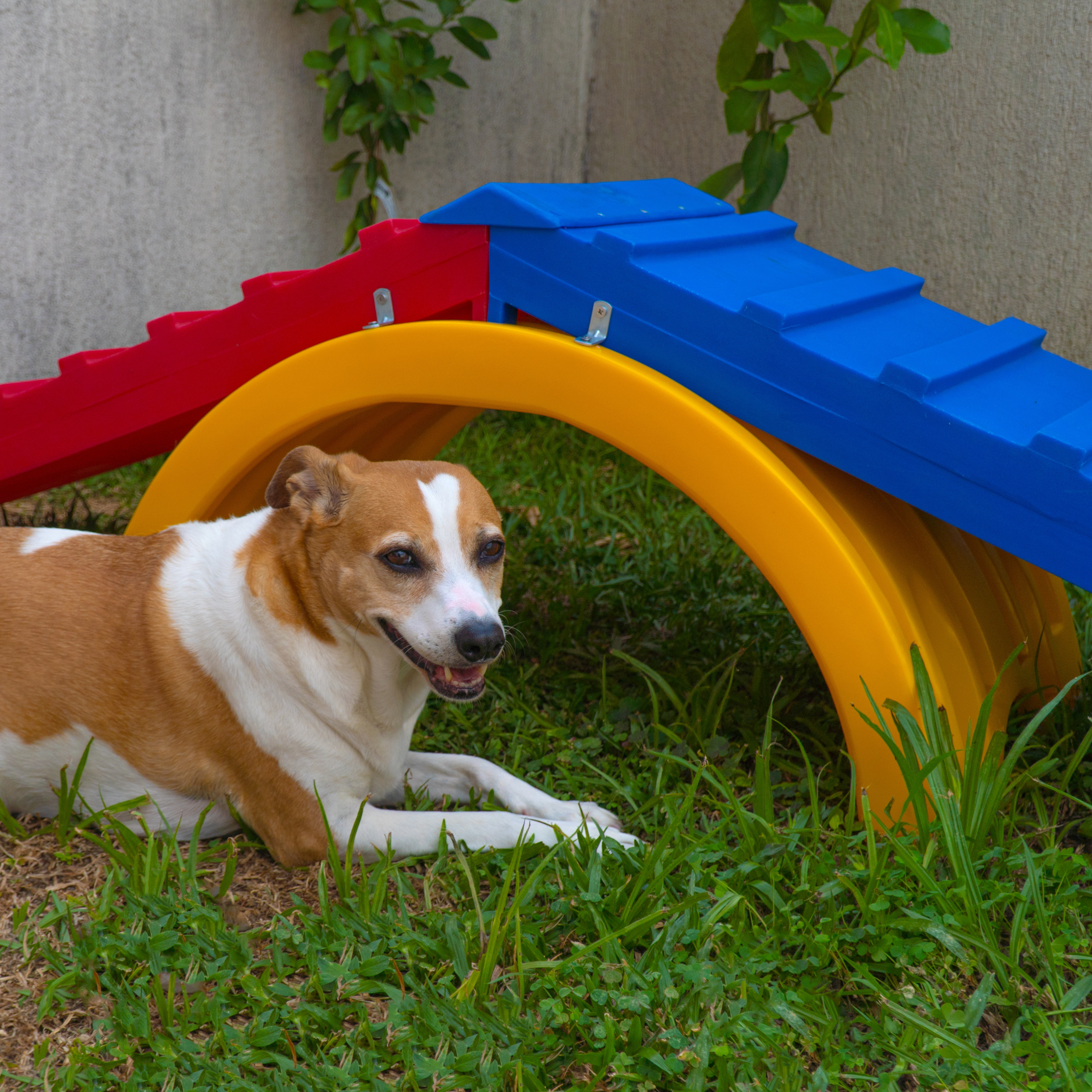 Rampa para Cachorro Escalada Agility Grande Freso 5