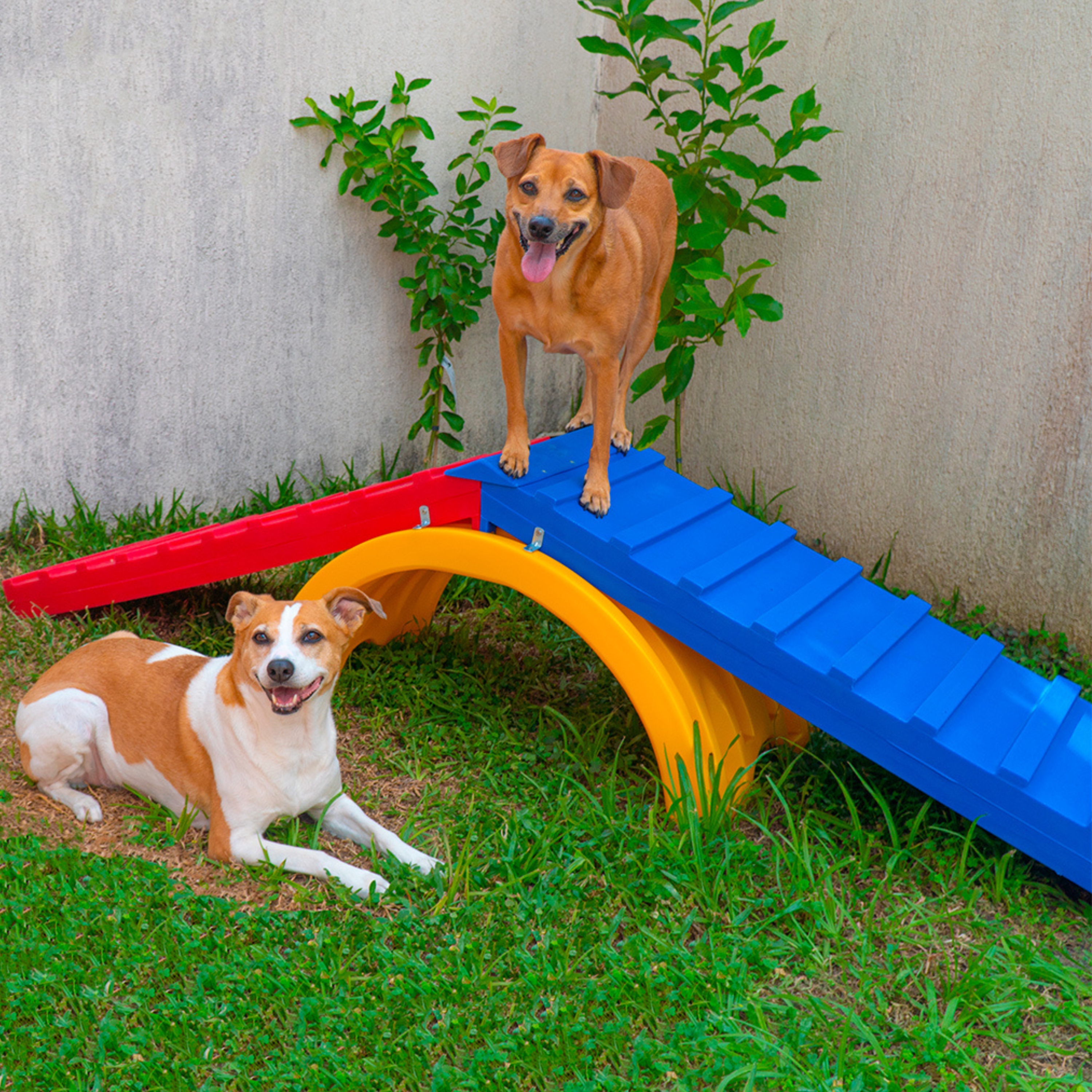 Rampa para Cachorro Escalada Agility Grande Freso 2