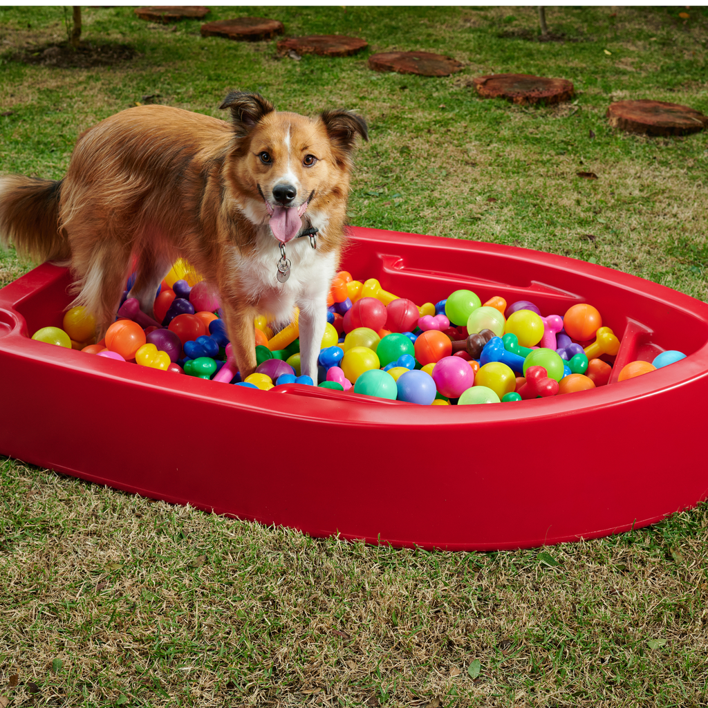 Piscina para Cachorro Barquinho Pet Freso 5