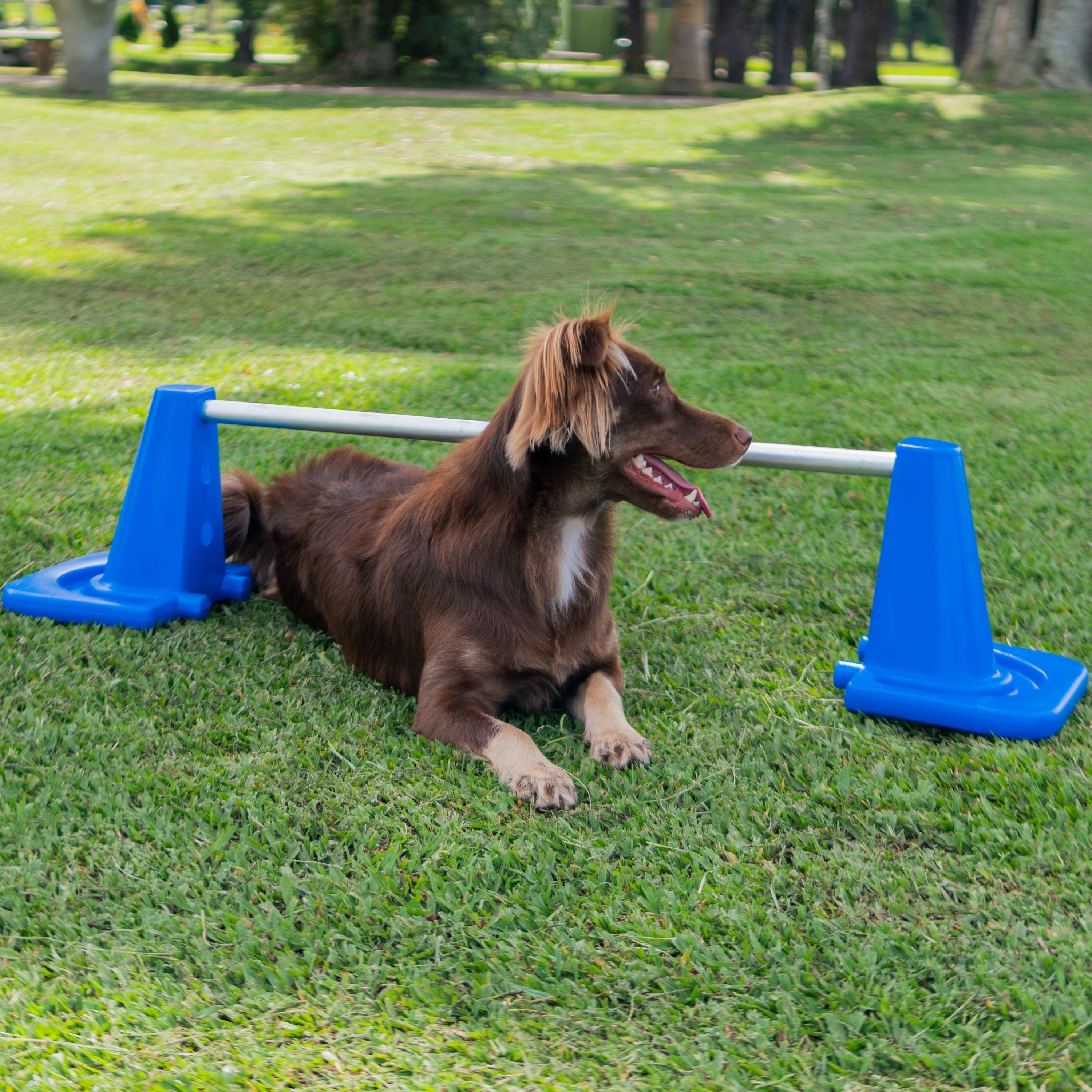Barra de Salto Mini Pet Agility Freso 2
