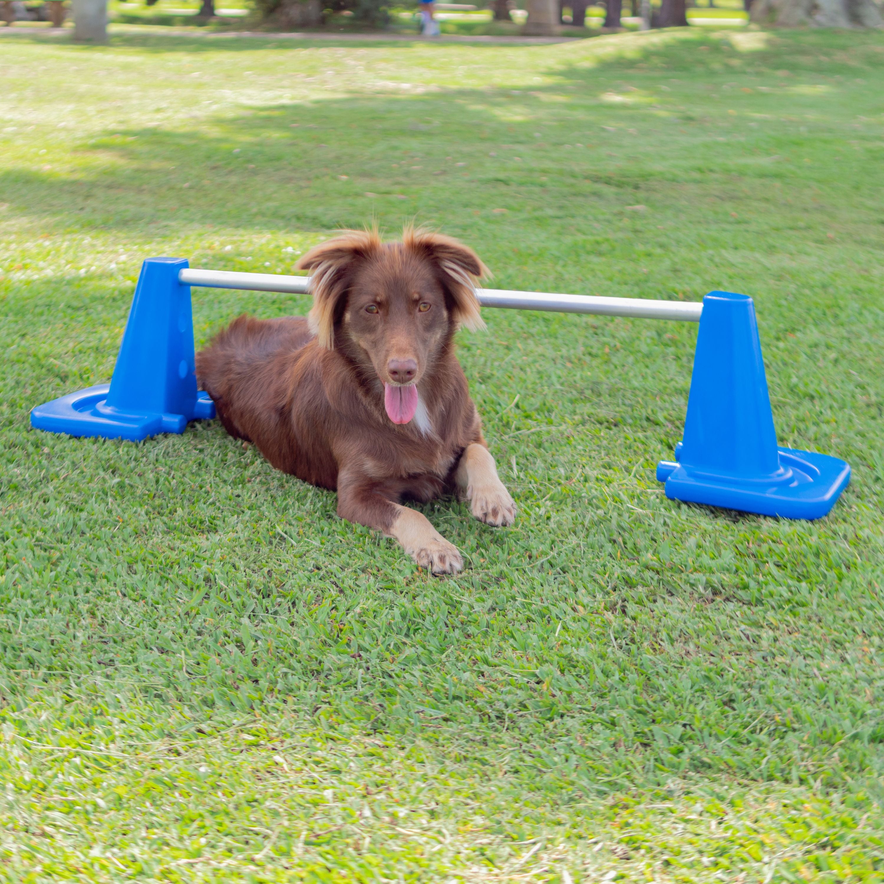 Barra de Salto Mini Pet Agility Freso 4