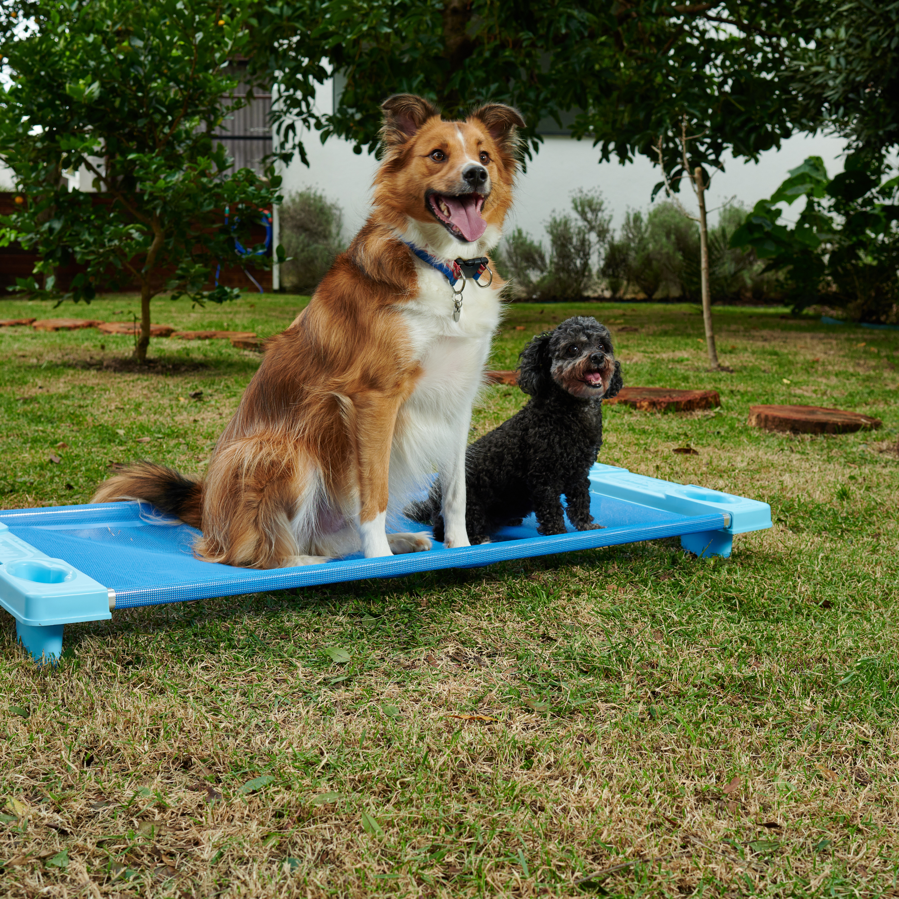 Caminha Grande Para Pet Empilhável Freso 4