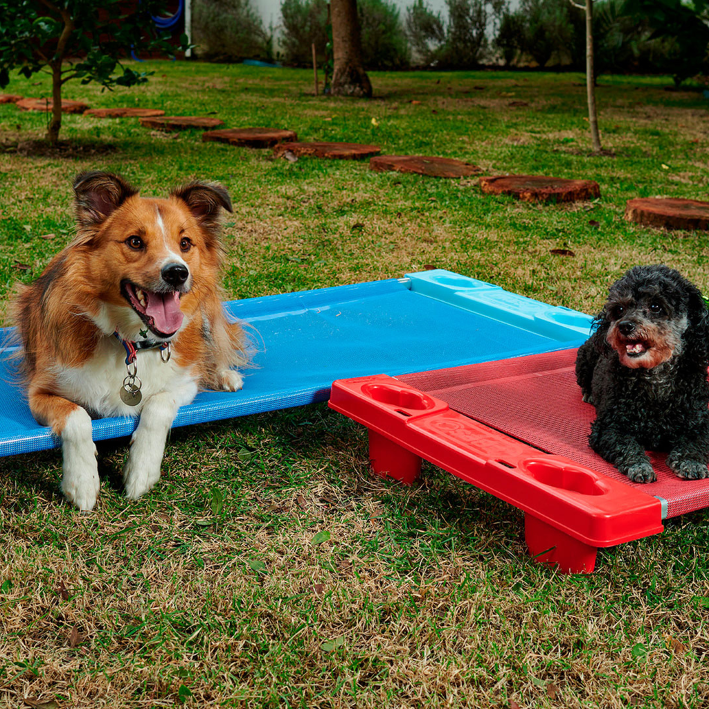 Caminha Grande Para Pet Empilhável Freso 5