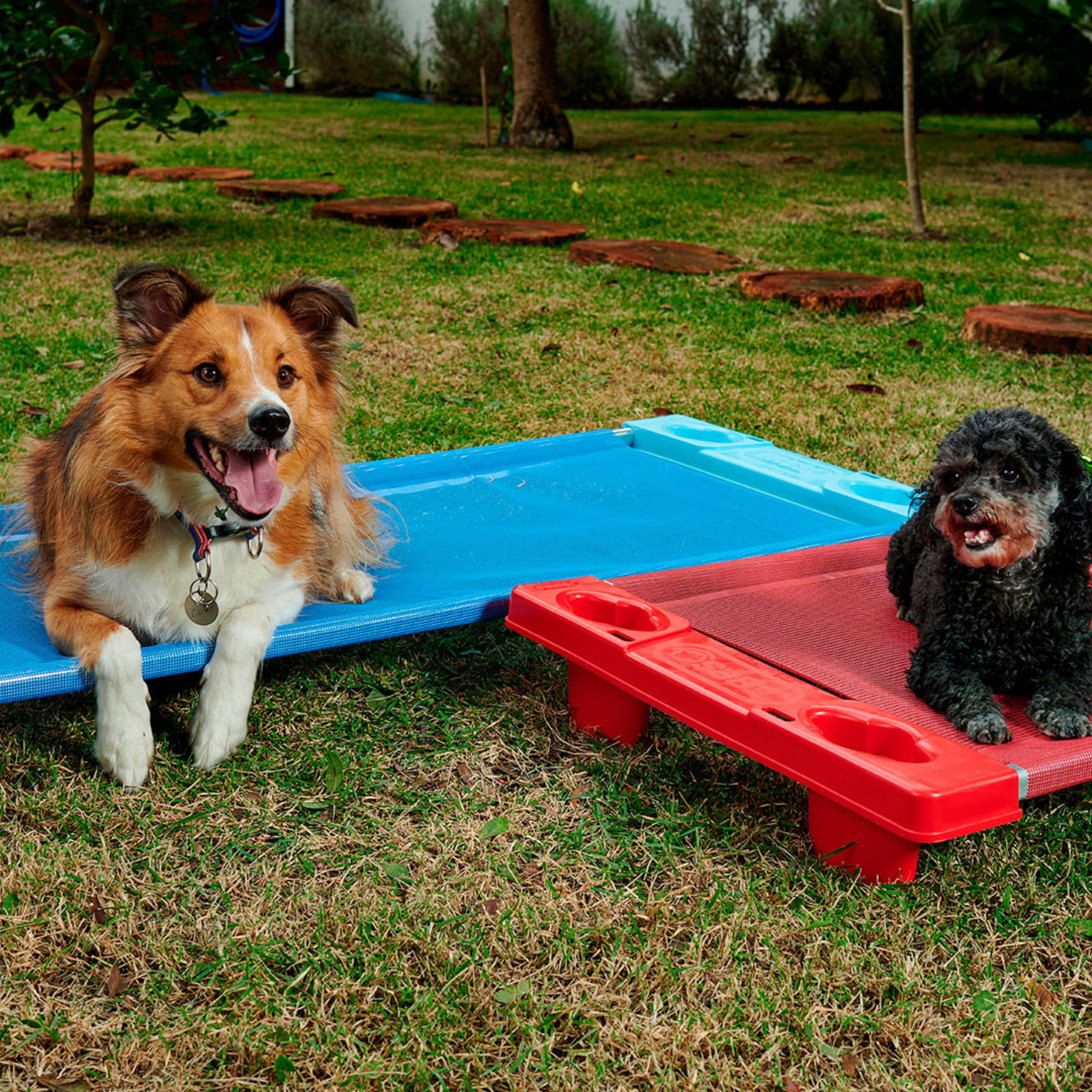 Caminha Grande Para Pet Empilhável Freso 5