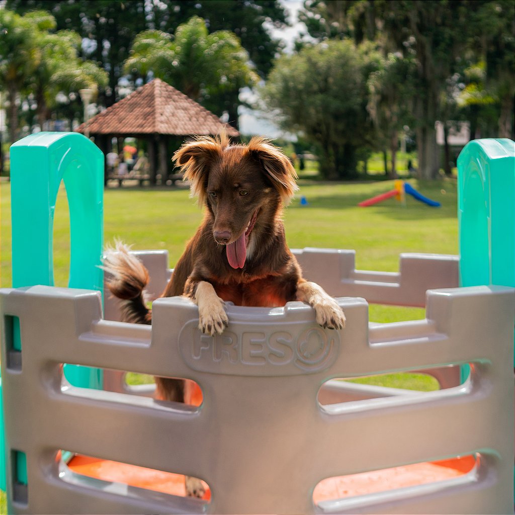Playground Pet Miniplay Spring Cachorro e Gato Freso 5